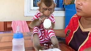 4K views · 402 reactions | Clever Jason Curious To Eat Chicken Egg With Rice For The First Time | Monkey Jason | Facebook