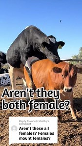 Yup, female cattle will mount other females. Mounting and standing still to be mounted are ways that we can tell when a cow is in heat. #behavior #heat #dairy #cows #breed #estrus #breeding #humpday #mounting #females #dairydoc #dairykind | Dairy Doc