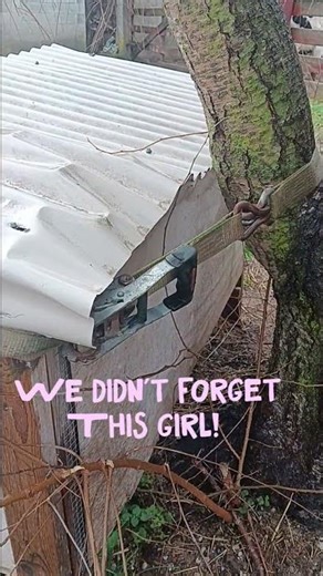 Dennis secured her pen to a tree with a ratchet strap! She & babies will be safe in the 70 mph wind!