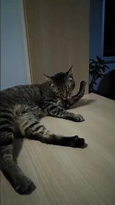 #dojeitoqueopovogosta #cat #gateiraporamor #gatos #gatos #gatto #gate #pets