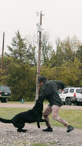 15K views · 348 reactions | Addressing the use of pressure when training a Protection Dog. #protectiondog #familyprotectiondog #k9 #germanshepherdtraining #familyprotection #canineprotection #familysafety #germanshepherd #protectiondogs #dogtraining #gsd #k9protection #personalsecurity #protectiondogtraining | Canine Protection International | Facebook