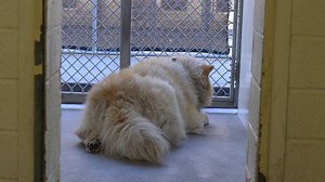 232 reactions · 793 shares | BEAR was adopted yesterday and Returned...