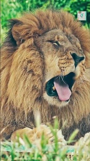 Why Do Lions Roar So Loud? 🦁🔊 (Nature’s Megaphone!)