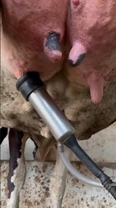 😱 You've Never Seen Milking Like This! 🥛🐄