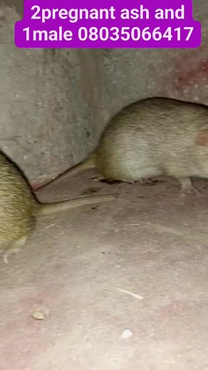 Grasscutters available | Onyeka Nwogo