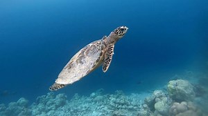Did you know that Australia is home to six of the world's seven species of sea turtles? Here's a short 🐢 video to help brighten your long weekend 👇 | Sea Shepherd Australia