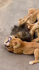 70K views · 112 reactions | A group of young lions defeated an old lion. ... #facebookreels #shorts #ufc #fighter #viralshorts #short #viralvideo #FacebookPage #safari #followers #animals #foryouシ #nature #hunting #highlights #wildlife #foryou #wedding #ad #reelsfb #lion #shortvideofbreels #vs #africa #lions #shortsvideos | Tigs Animals | Facebook