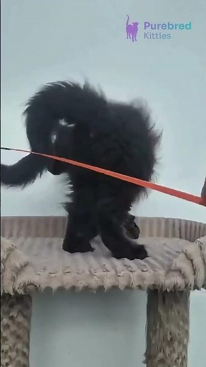 Meet Daniel: Black Polydactyl Maine Coon with Extra Toes & Golden Green Eyes 🖤🐾 #PolydactylMaineCoon