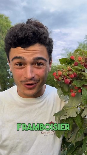 Goran le permaculteur on Instagram: "Je t’explique comment réaliser une bouture de framboisier 🌱 Le framboisier est une plante qui a besoin de beaucoup d’eau et un grand ensoleillement ! 🌞 Il est également très envahissant donc attention ou tu le plante 😉🫶 #bouture #framboise #framboisier #bouturage #potager #potagerbio #plantes #jardin #jardinage #permaculture #astuces #tuto"