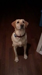 10K views · 46 reactions | Vet Ranch on Reels | Facebook