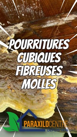 ⚠️ La mérule est l’un des champignons lignivores les plus destructeurs pour une maison.