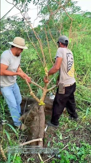 ルーツを深く探る：キャッサバが地域社会を支える仕組み