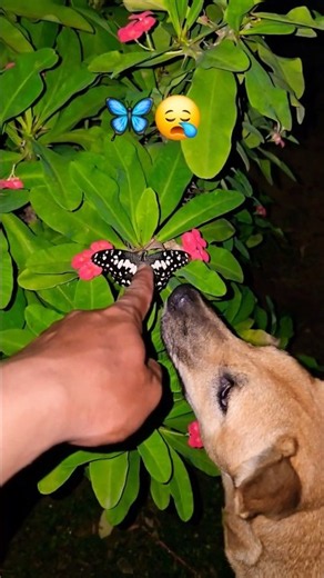 🦋The butterfly is dead.😪🦋#animal #fish #Wildlife #millipede #shorts #insects #nature #grasshopper