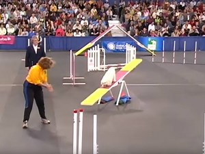 Finale du concours d'Agility pour Lucky un Coton de Tulear (vidéo)