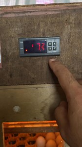 Toturial on how to calibrate STC 1000 #calibration #diyincubator #breeding | WXT Gamefarm