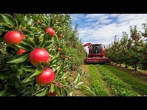 Inside New Zealand Apple 7.6 Billion Tons Farming: Harvesting and Juice Production