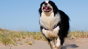 Does your pet get the zoomies? There is a science behind it.