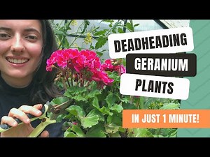 Deadheading Geraniums For Longer Flowering