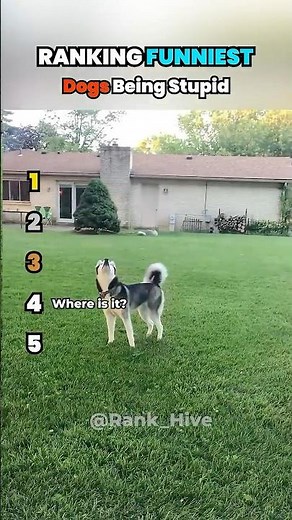 Dumb dog moments that'll make you laugh 😂| Funny compilation #funnydog #petvideos #hilarious