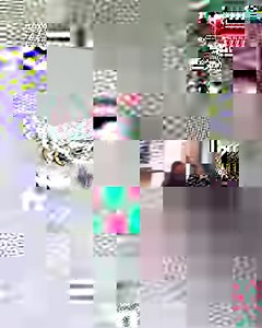 69K views · 4.2K reactions | Narwhal, a Great Horned Owl and Raptor-in-Residence here at the Alaska Raptor Center, showing off how far she can rotate her head! Owls have 14 cervical vertebrae, giving them the ability to turn their heads 270° in each direction, more than halfway around their body! In comparison, humans have 7 cervical vertebrae and can typically only turn their heads 90° in each direction. | Alaska Raptor Center | Facebook