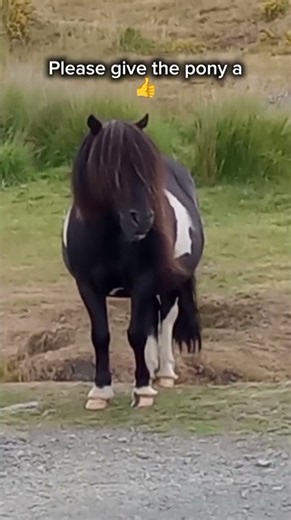 Dartmoor Pony 🐎