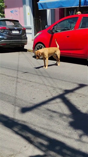 Dog Chases Its Own Shadow and Tries to Bite It