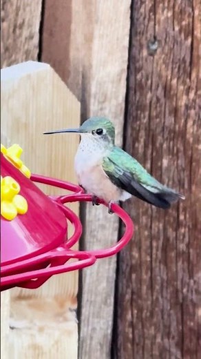 August Evening in the Rocky Mountains #rockymountain #timjanis