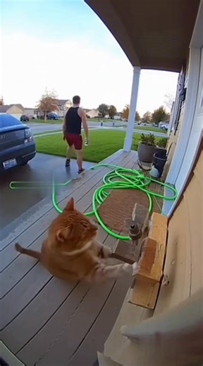 Meow meow 😁😻 | Fix-It Fast