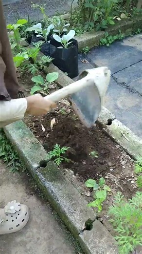 an easy way to make compost from plant leaves #gardeningtips #gardeningforbeginners