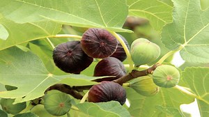 How to Grow a Fig Tree in a Pot