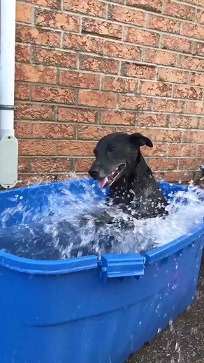 Splish Splash Pup: Playful Dog's Water Bathing Adventure #PlayfulDogBath #WaterPlaytime #SplishSplashPup #DoggyWaterFun #WetAndWagging #HilariousWaterAntics #BathingBuddy #PlayfulPooch #DrenchedDoggy #JoyfulWaterPlay | Mary Oge Chuks Page