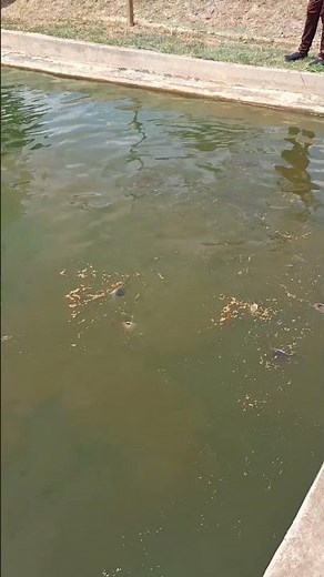 Amélioration génétique du poisson-chat Africain (Kenya)