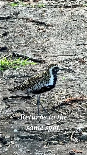 Kōlea — Pacific Golden Plover | Kaʻōhao Kailua Oʻahu Hawaiʻi