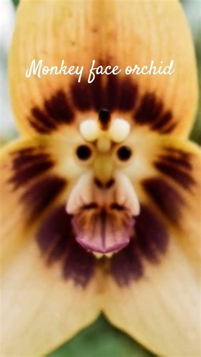 The flower with a FACE? 🐒🤯