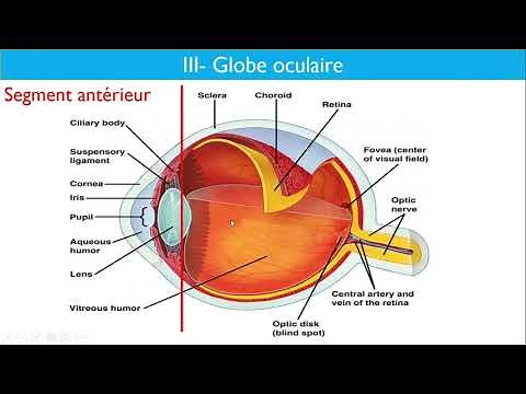 Anatomy of the visual system - Dr Layadi CHU Bab El Oued