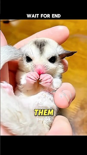 The Truth About Sugar Gliders #facts