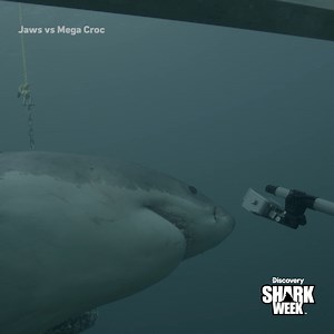 When the shark is more curious about the cage than the bait... 🫨 See what happens on Jaws vs Mega Croc TONIGHT at 9p as #SharkWeek continues all week on Discovery. | Shark Week
