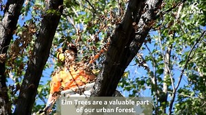 2.2K views · 17 reactions | What was once a beautiful Elm tree is now mulch buried at the landfill. Dutch elm disease has claimed its 5th tree in Regina this year. Please help protect our trees by not transporting firewood. Elm firewood is illegal to transport or store. Residents are strongly encouraged to buy local, burn local. For more information, visit Regina.ca/dutchelm. | City of Regina | Municipal Government | Facebook