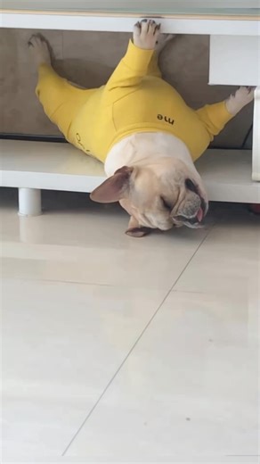 pawsitive vibes | 8 Weird Dog Behaviours Finally Explained 🐶👇 1. Head Tilting: When your dog tilts its head, it’s not just being cute—it may be trying to... | Instagram