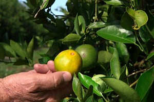 The era of gene-edited food is upon us