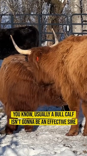 Moo-ving Update: Could Our Cows Be Pregnant Already? #PregnantCows #CowPregnancy #FarmLife #AnimalHusbandry #RaisingCattle | Gold Shaw Farm