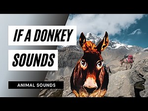 If A Donkey Sounds - when a donkey sounds - when a donkey brays / sound effect / animation