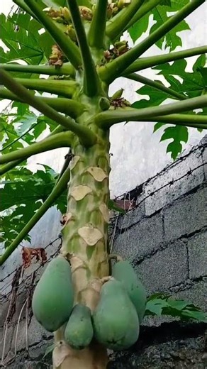 #asmr satisfying beautiful papaya plants #vlog shortsvideo #viral