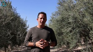 Henna Anointing Oil from Israel, Holy Spiritual Oils Bottles from Jerusalem Blessed, Handmade with Natural Ingredients and Blessed for Wedding Ceremony, Religious Use, 0.25 Fl Oz