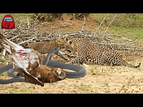 LEOPARDO Ataca a ÁGUILA, Pero una MAMBA NEGRA Interviene en la Caza