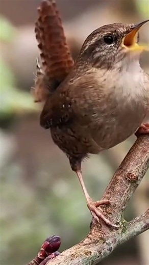Eurasian Wren gacor ngotot