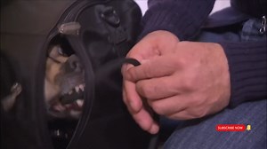 Watch the dog that actually bit Cesar Millan