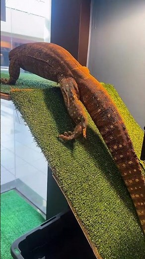 Argus monitor in his new enclosure !￼