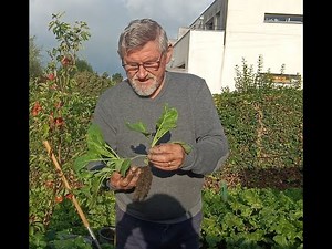 02/09/2025: transplanting bare-root cabbages