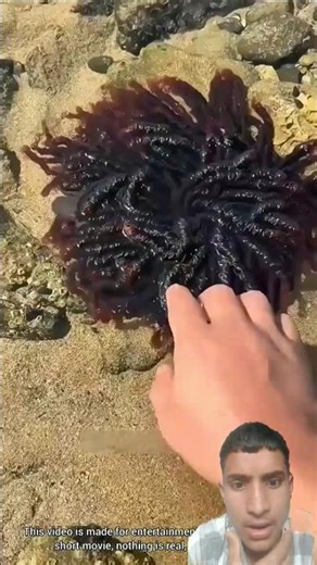 Treasure Hunt or Beach Comedy